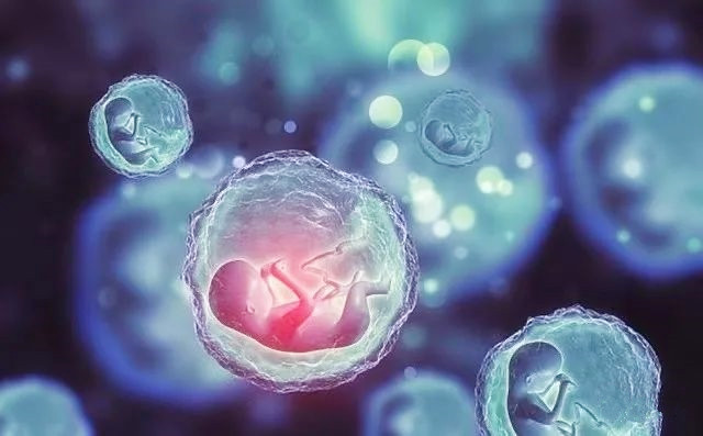 1722247990121069.jpg 冻胚图_副本.jpg