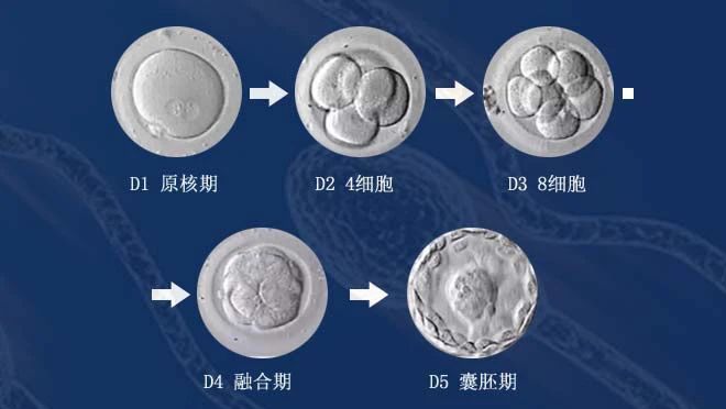 1734663146284009.jpg 瑞丁国际-试管婴儿-胚胎移植.jpg